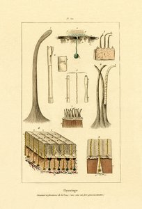 Piel humana, 1833-39 de French School